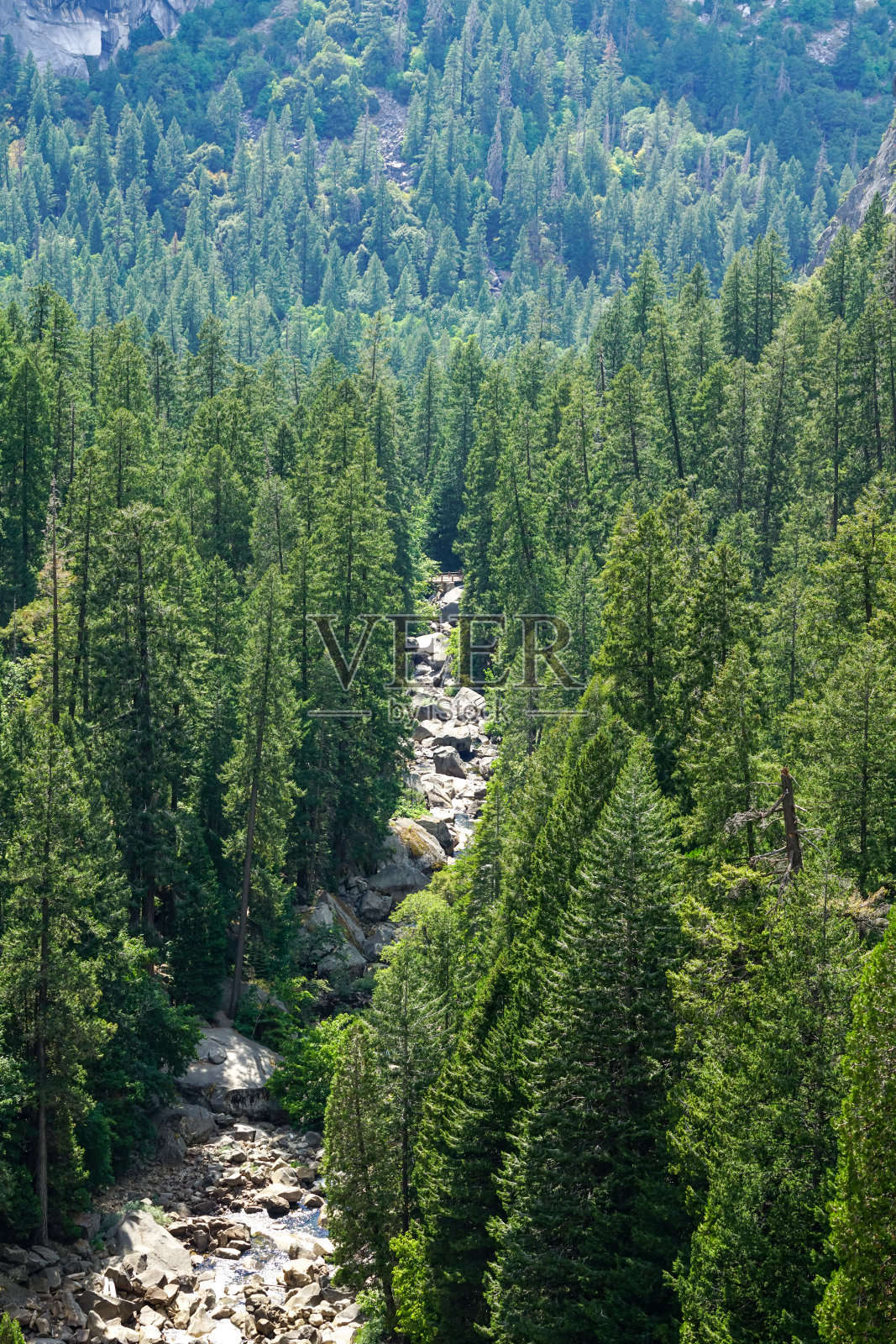 约塞米蒂国家公园内高大的绿色树木照片摄影图片