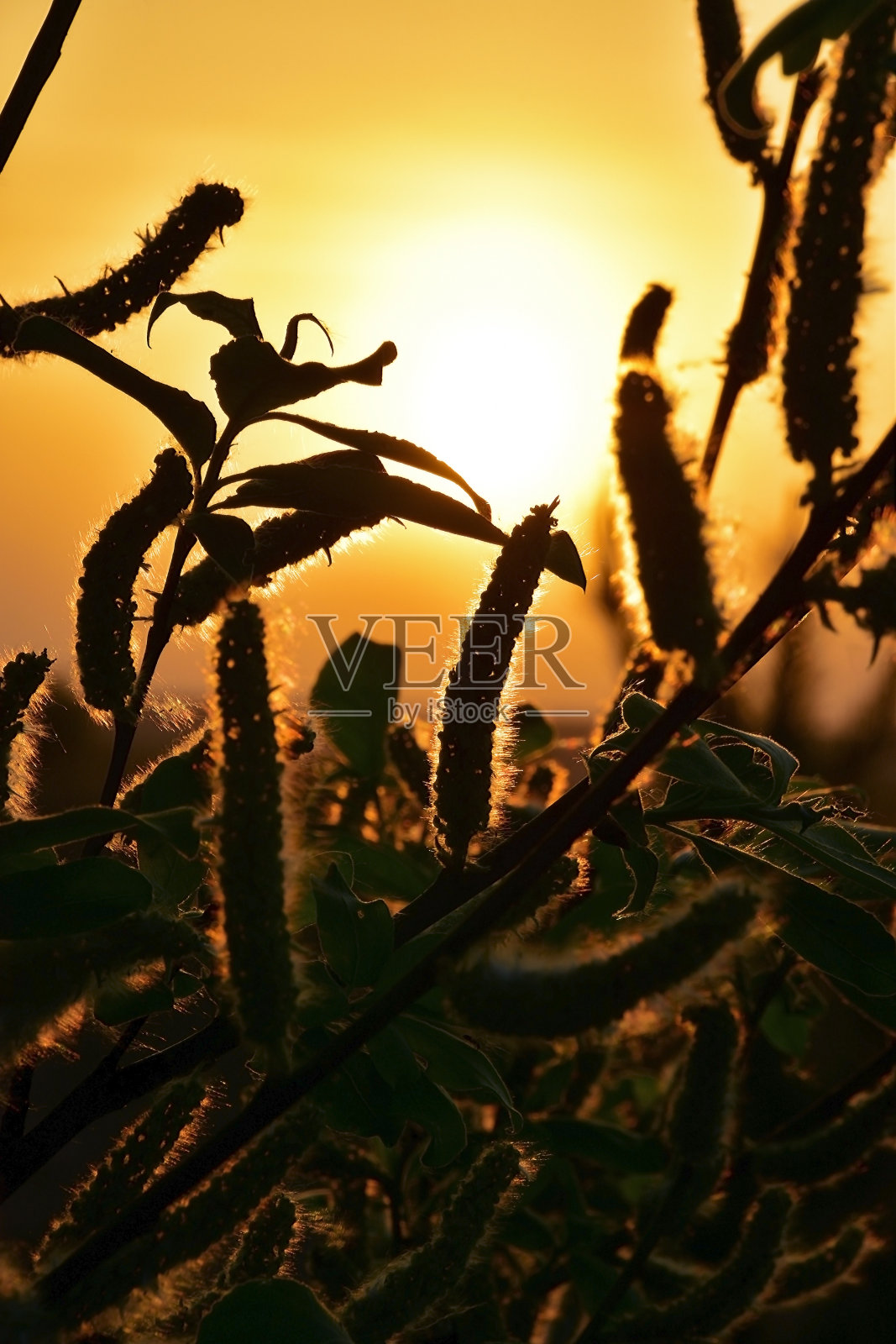 温暖的春天日落照片摄影图片