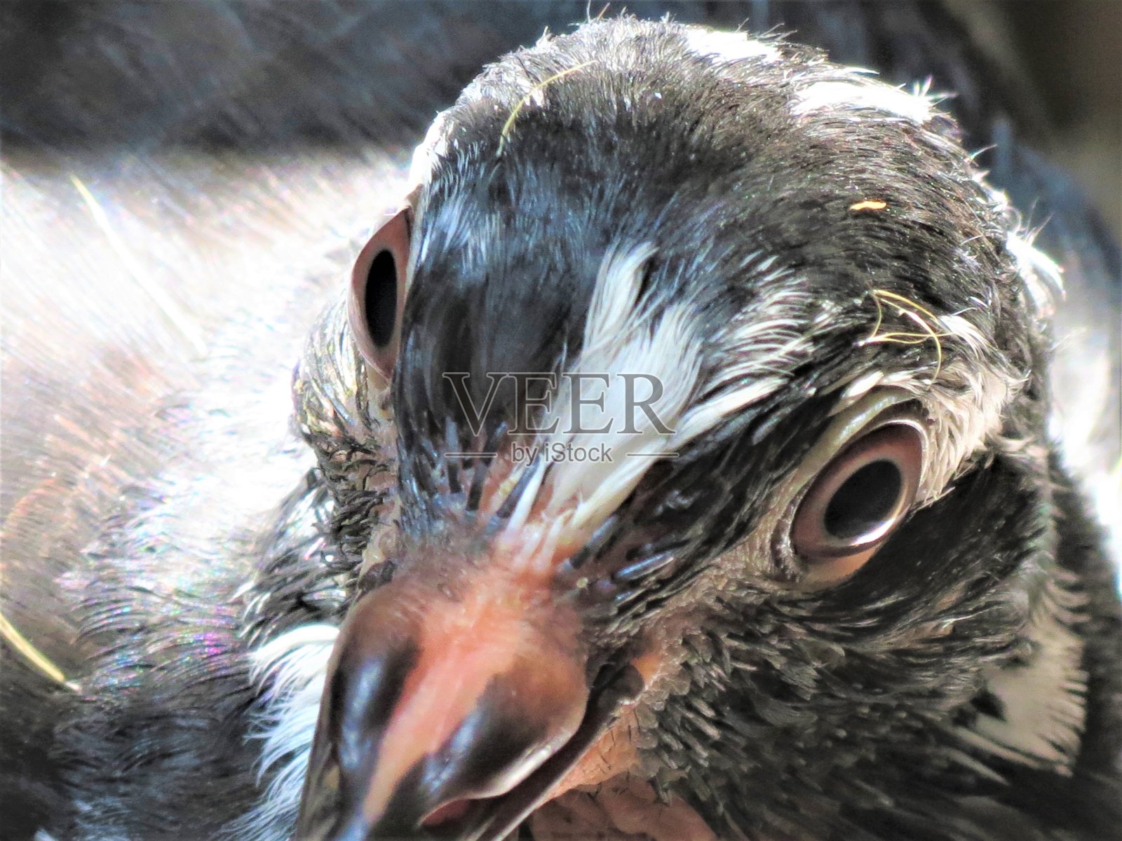 鸽子的画像。照片摄影图片