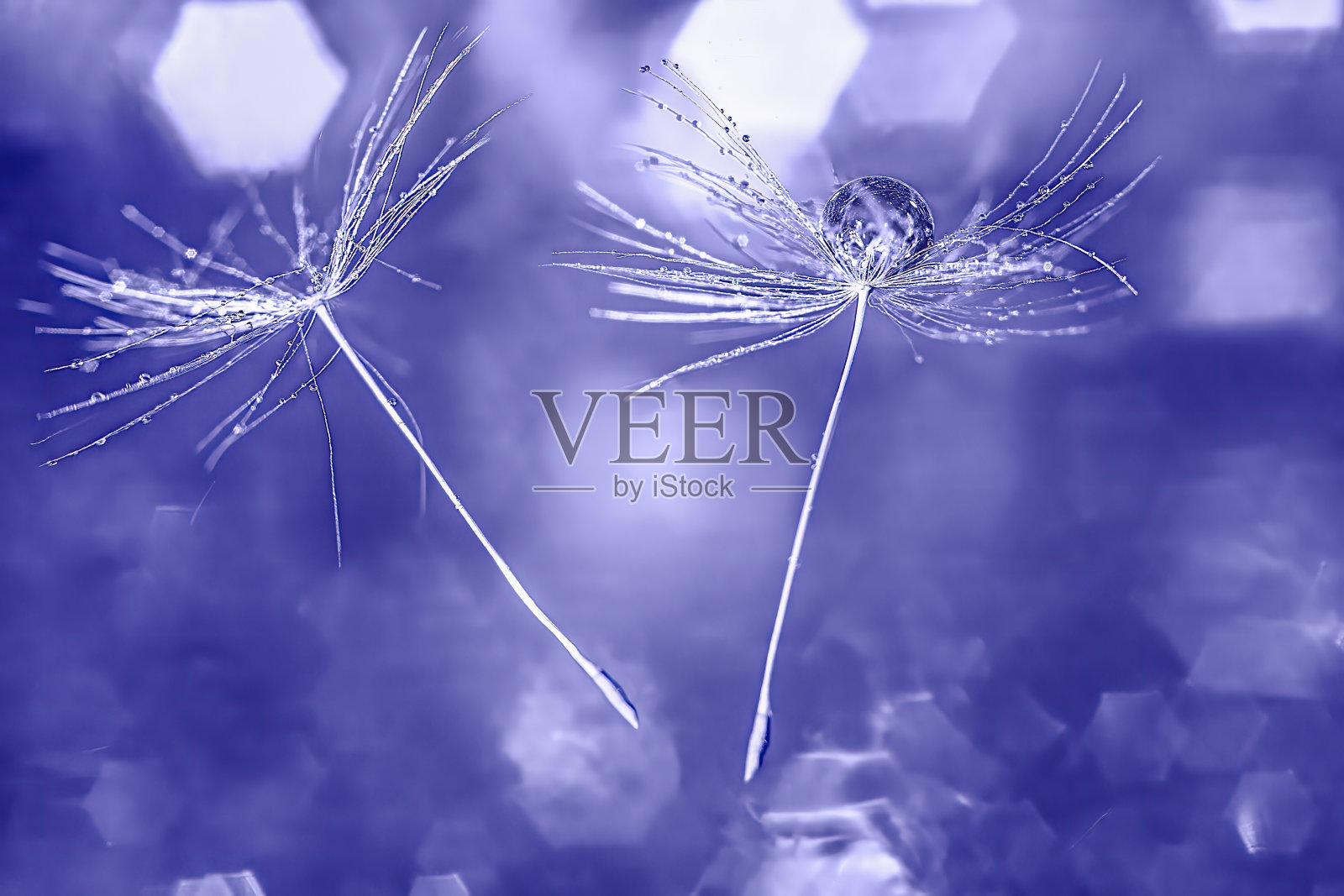 微距照片的飞行蒲公英绒毛在非常佩里的颜色，在2022年照片摄影图片