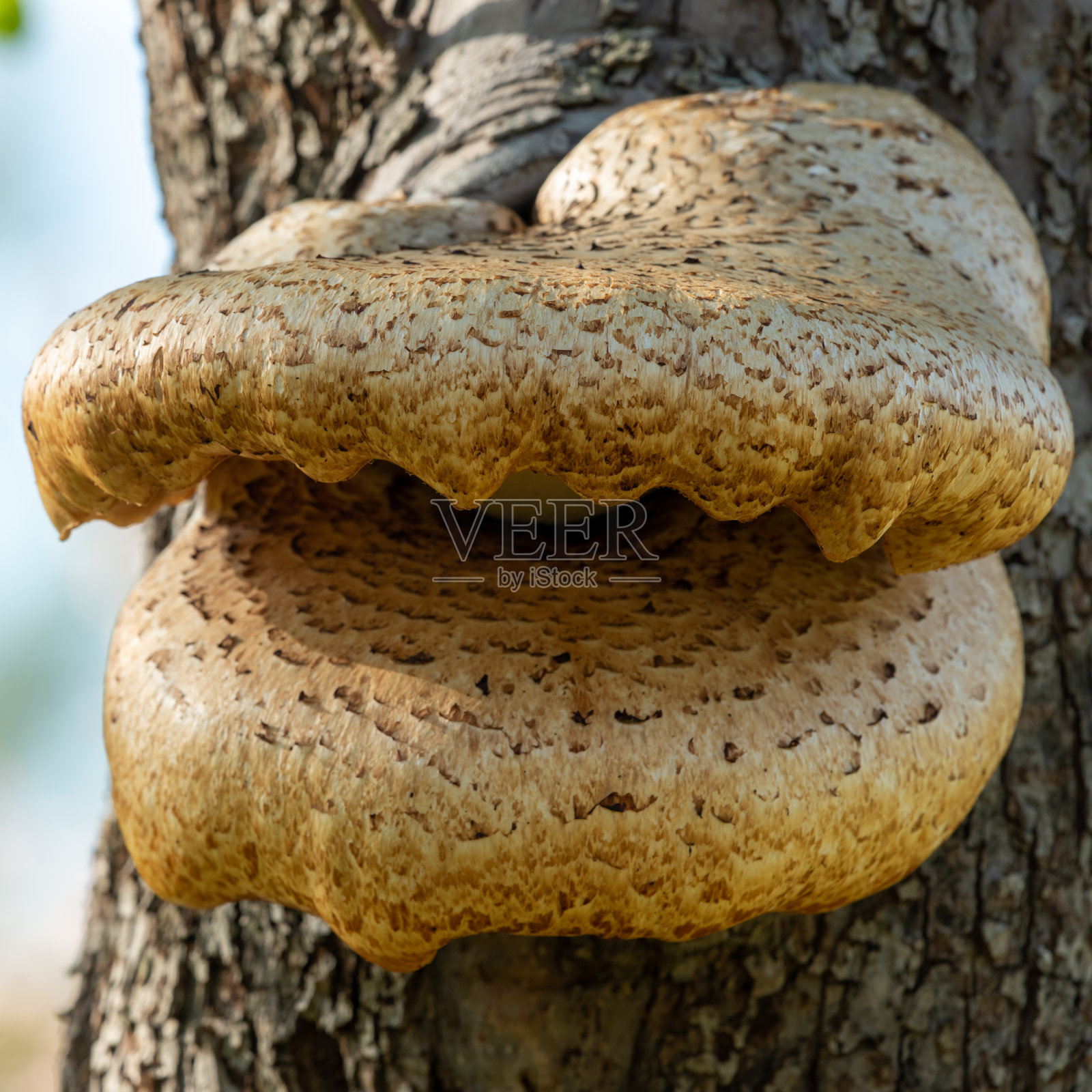 真菌照片摄影图片