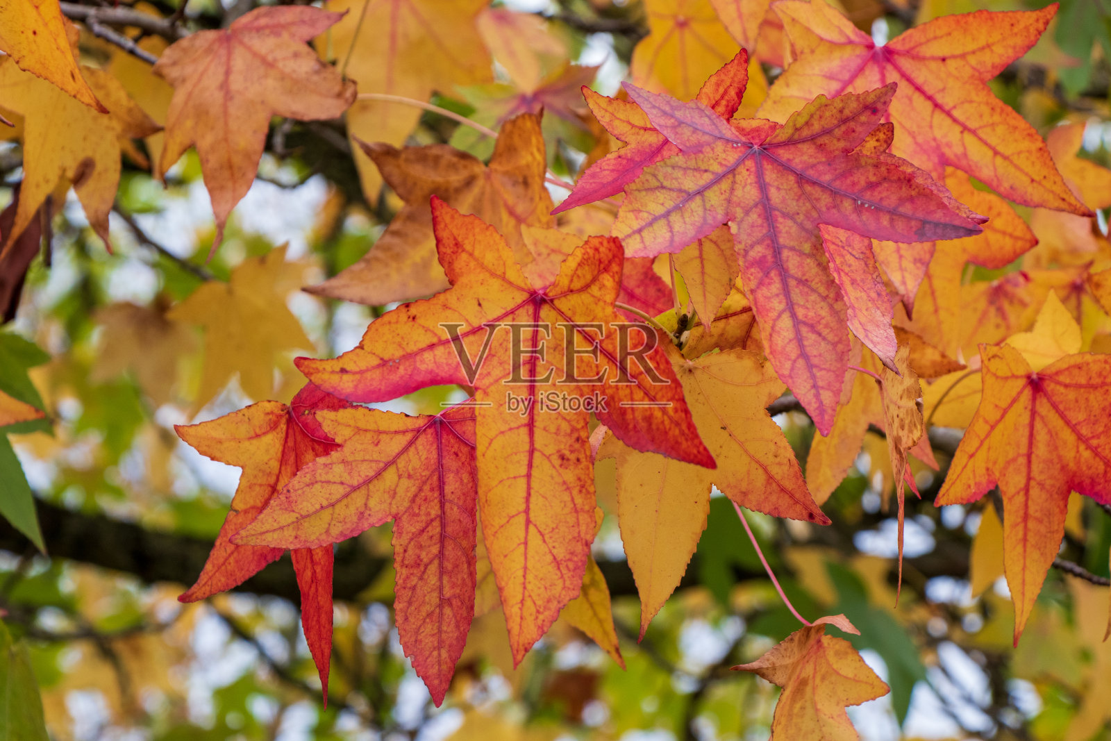 叶子照片摄影图片