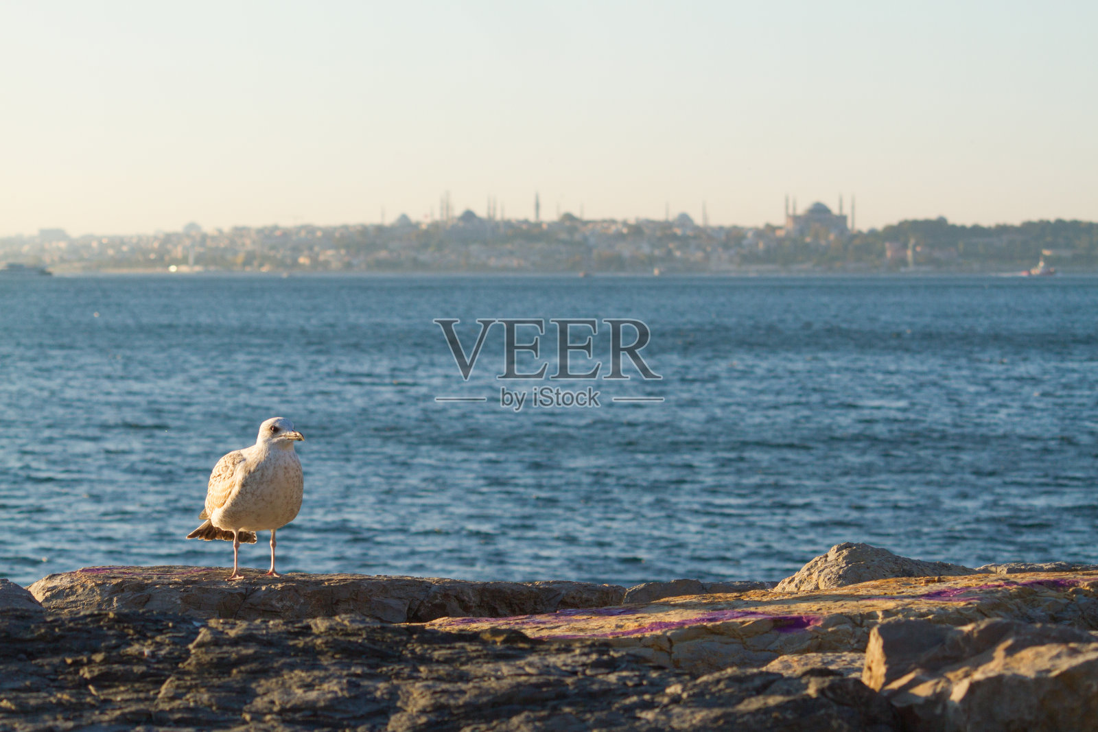 海鸥(Larus)在石头上的Moda，亚洲的伊斯坦布尔，土耳其照片摄影图片