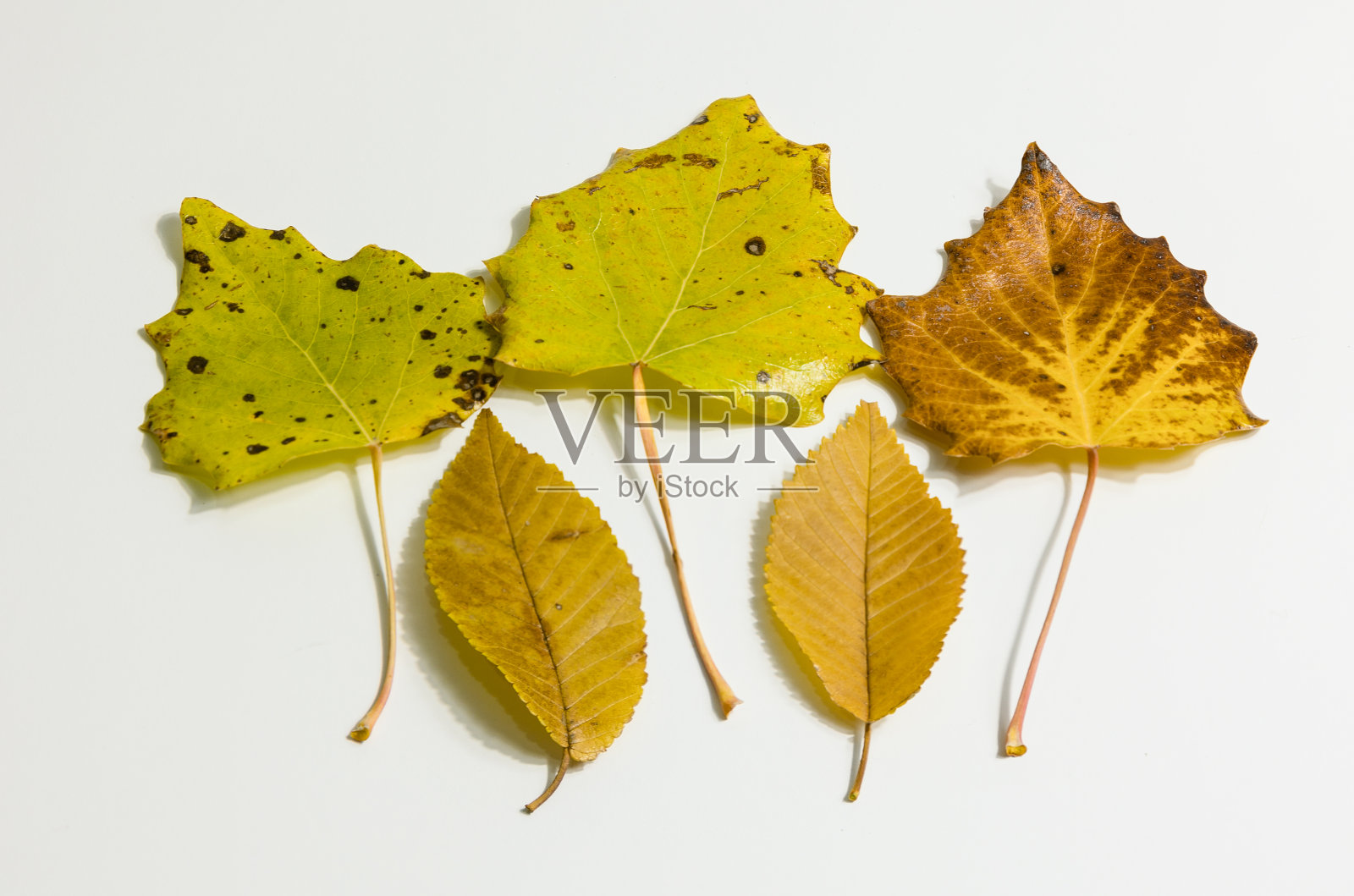 树叶与秋天的颜色照片摄影图片