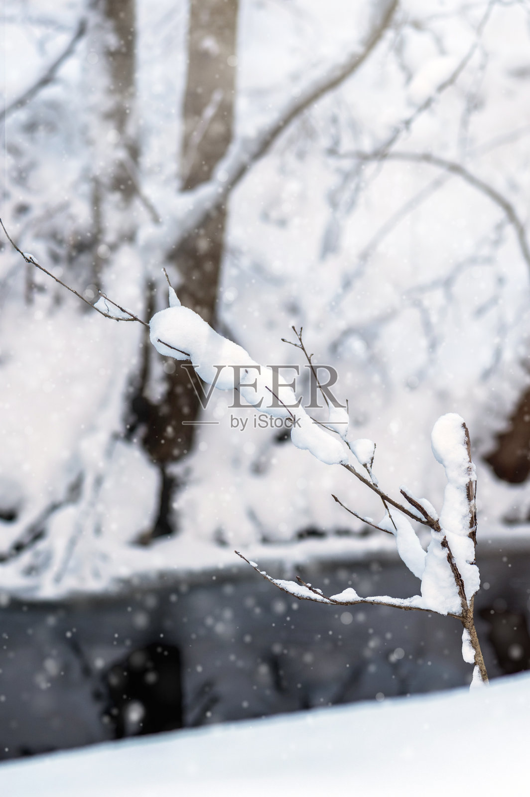 冬天森林里的树木被雪覆盖照片摄影图片