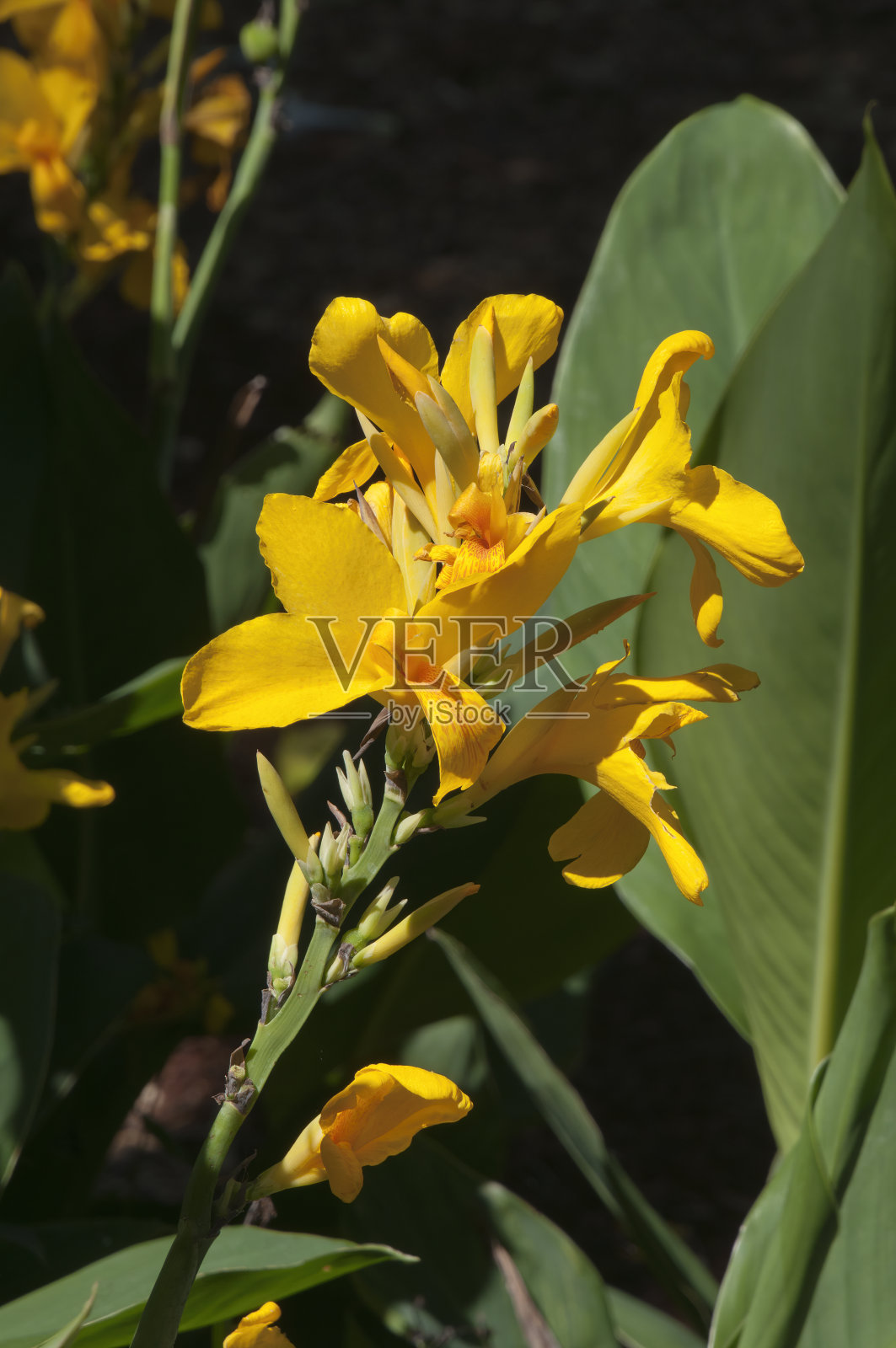 美人蕉百合的亮黄色花茎照片摄影图片