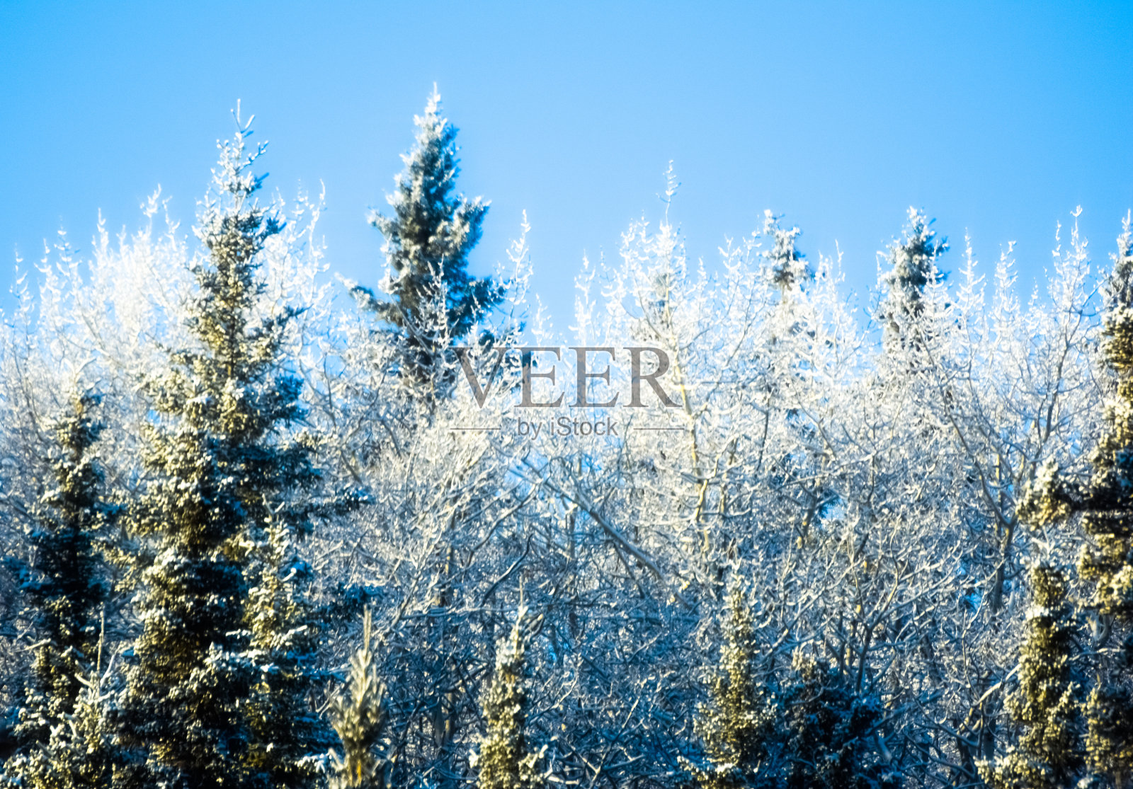 云杉树枝与雪的背景照片摄影图片