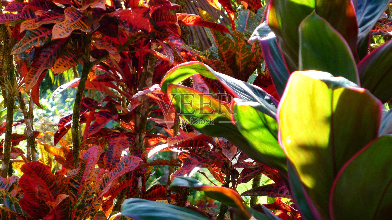 巴豆照片摄影图片