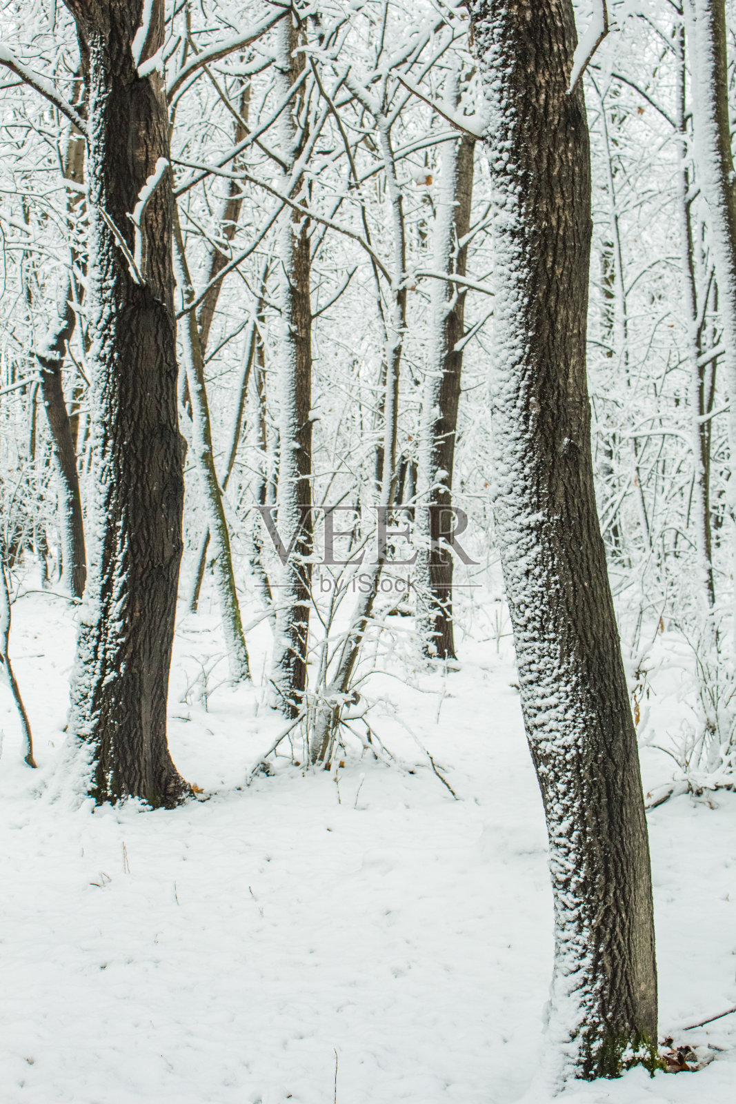 森林照片摄影图片