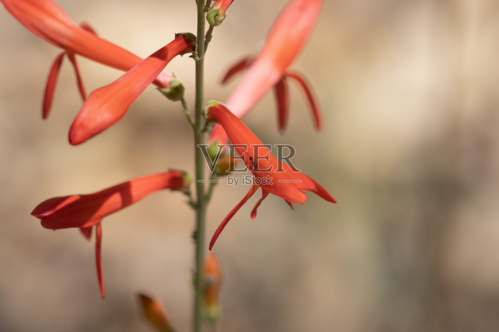 拉布罗姆旅馆 - 圣贝纳迪诺MTNS - 062121照片摄影图片