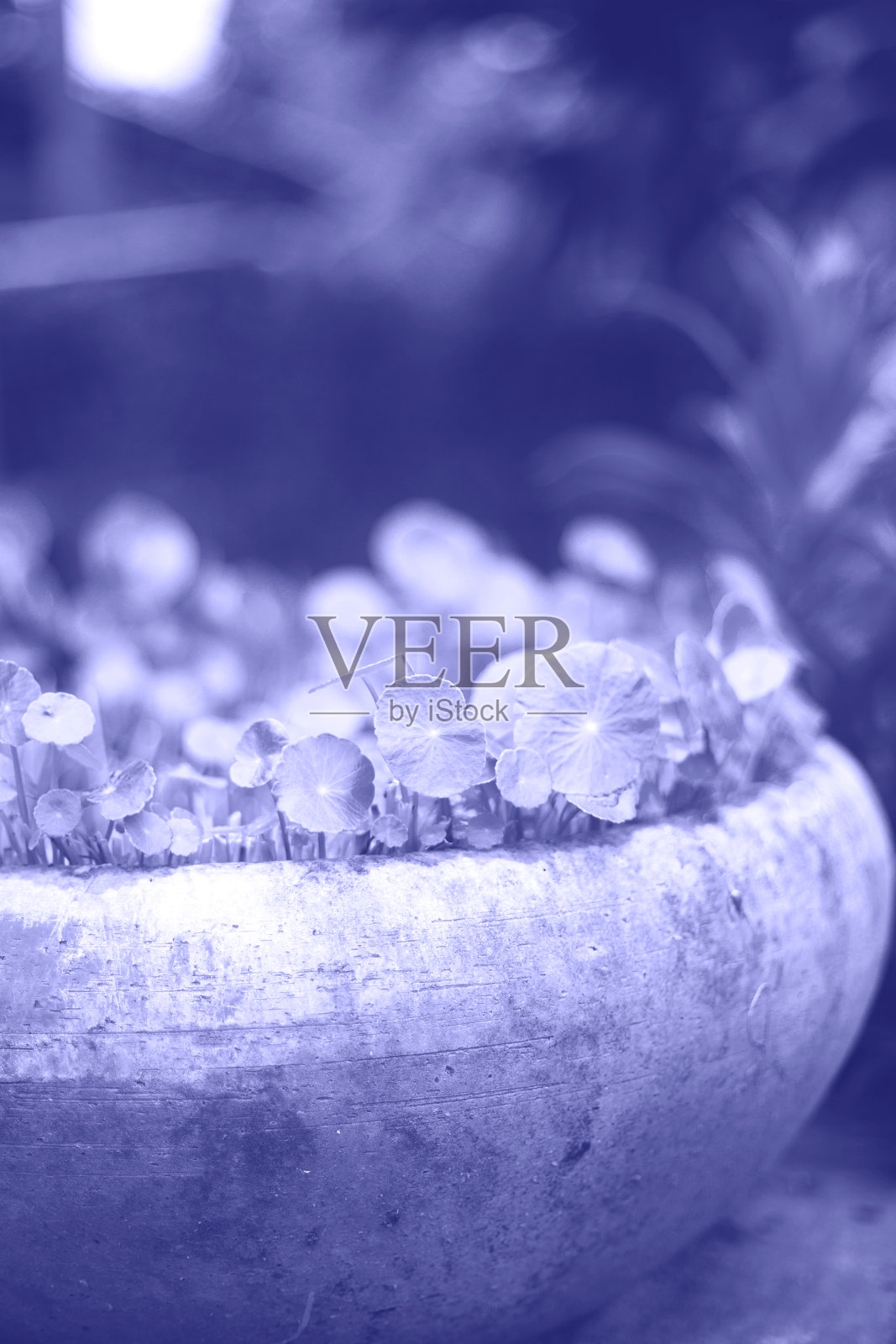 2022年最佳颜色。周围颜色的植物是一个很好的背景照片摄影图片