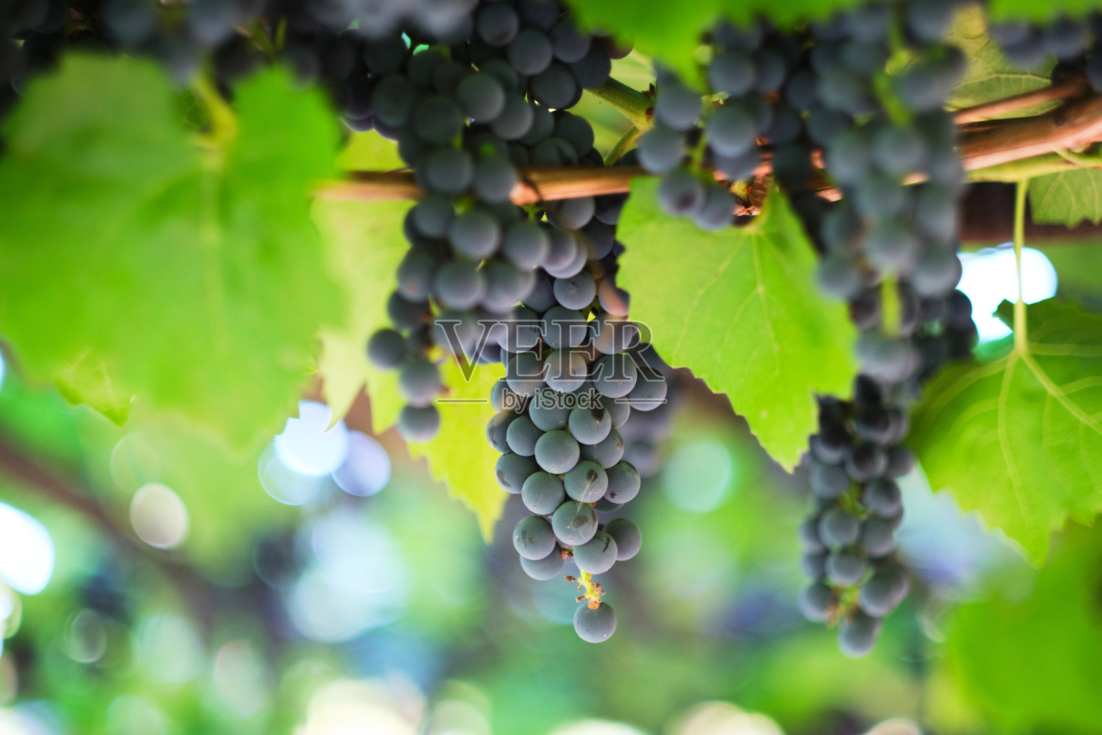 在一个阳光明媚的夏日悬挂一串串成熟的葡萄。照片摄影图片