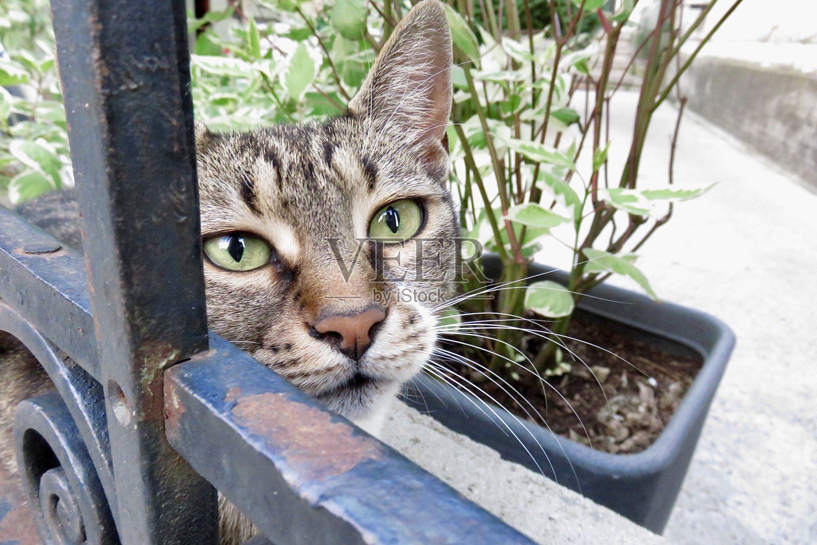 绿眼的猫照片摄影图片