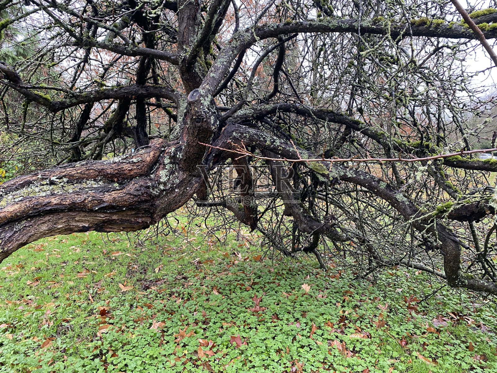 壮丽的森林照片摄影图片