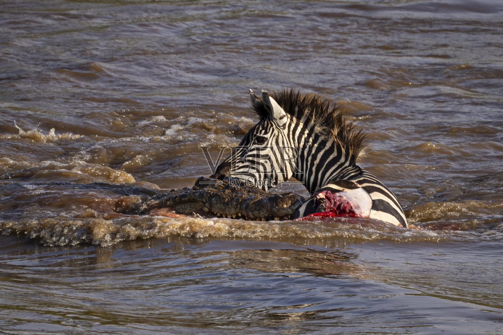 大迁徙渡河照片摄影图片
