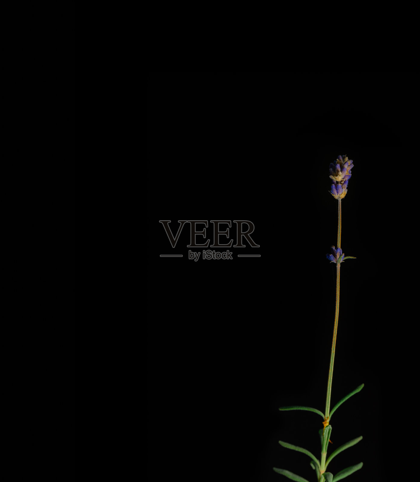 单薰衣草茎在黑色背景上照片摄影图片