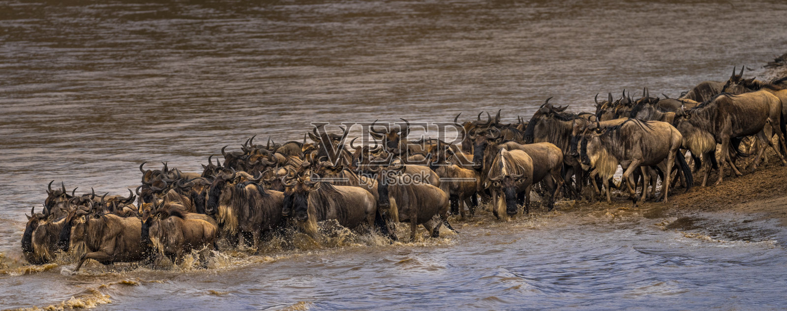 大迁徙群照片摄影图片