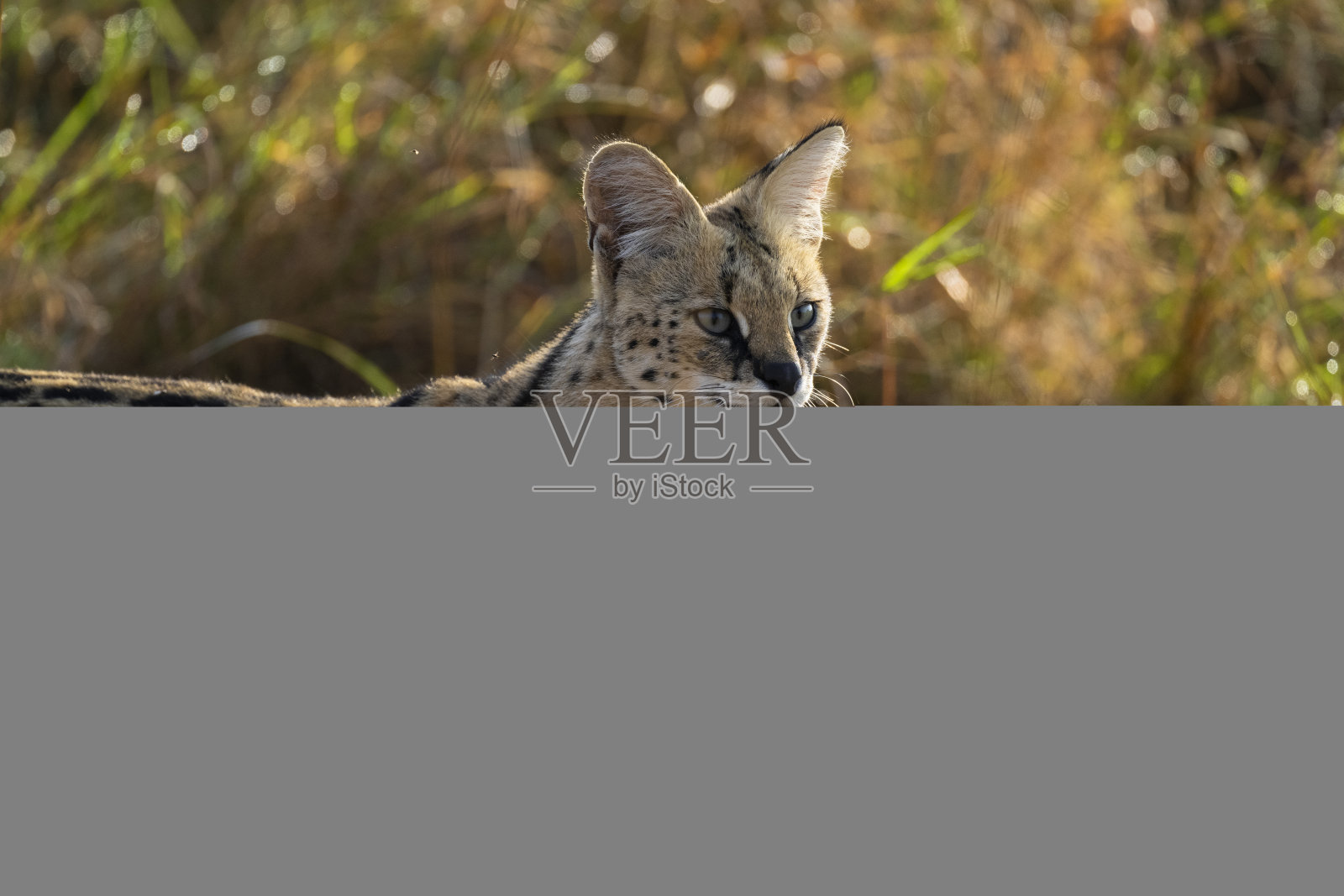 在长草里的几个照片摄影图片