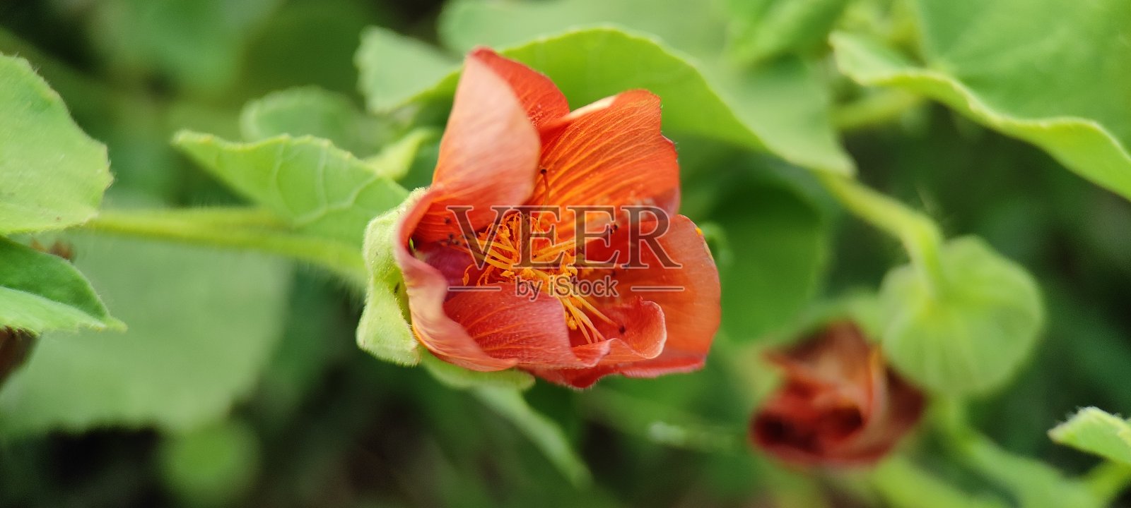 自然的绿色植物和花卉美丽的景观背景形象照片摄影图片