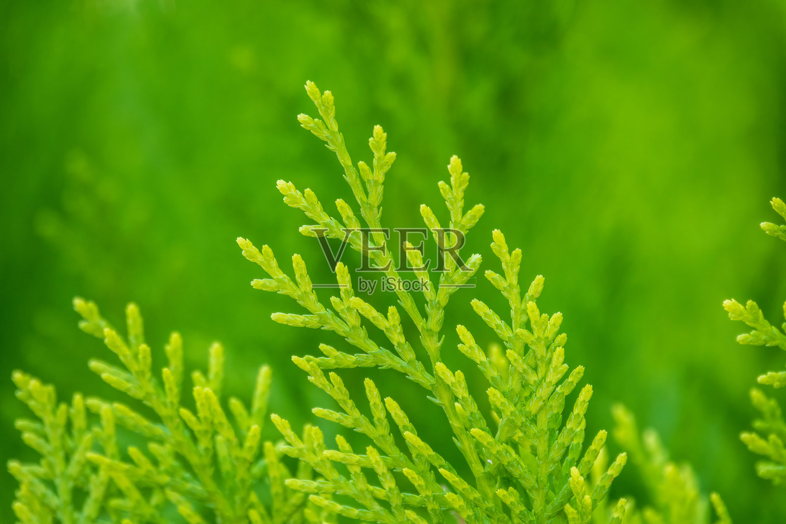 一棵桧树的绿色枝条和嫩叶。照片摄影图片