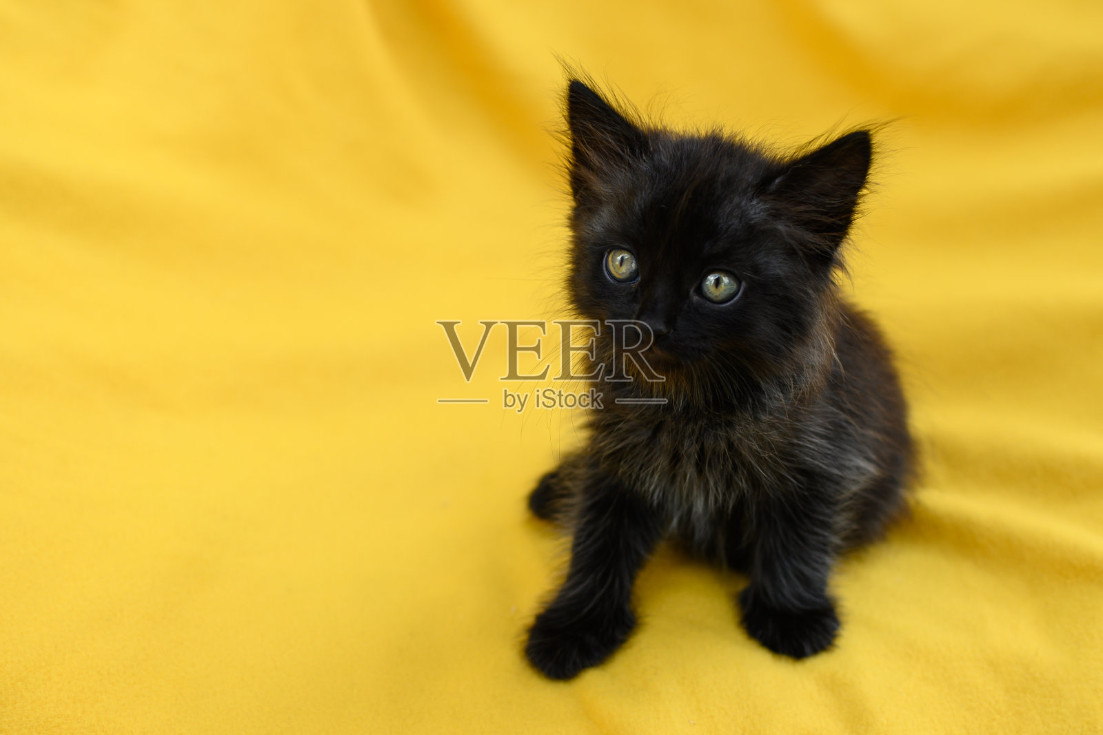 一只美丽的小黑猫的肖像照片摄影图片