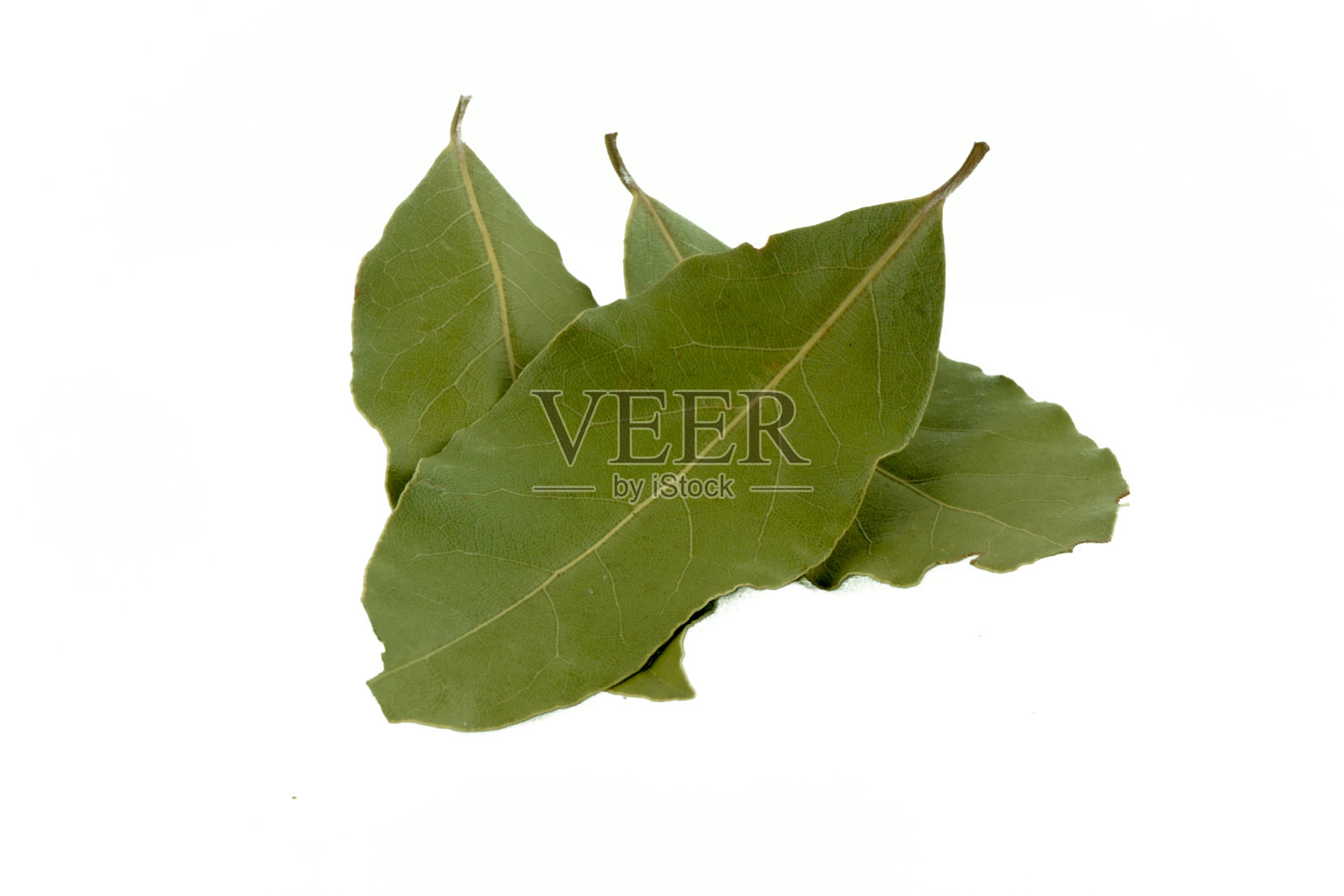 三片月桂叶孤立在白色背景上照片摄影图片