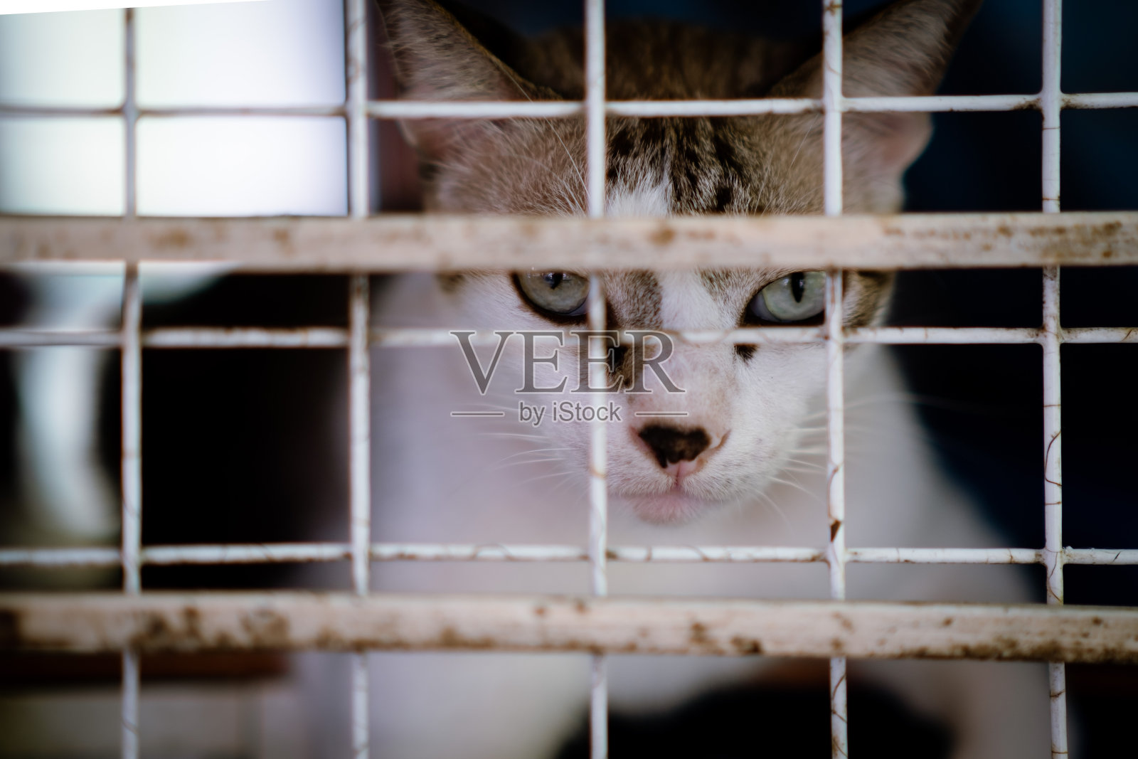 可爱的猫照片摄影图片