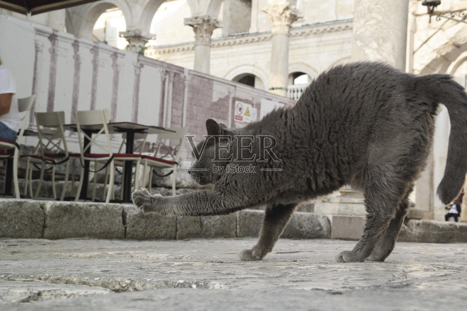 劈开:劈开:灰猫散步照片摄影图片