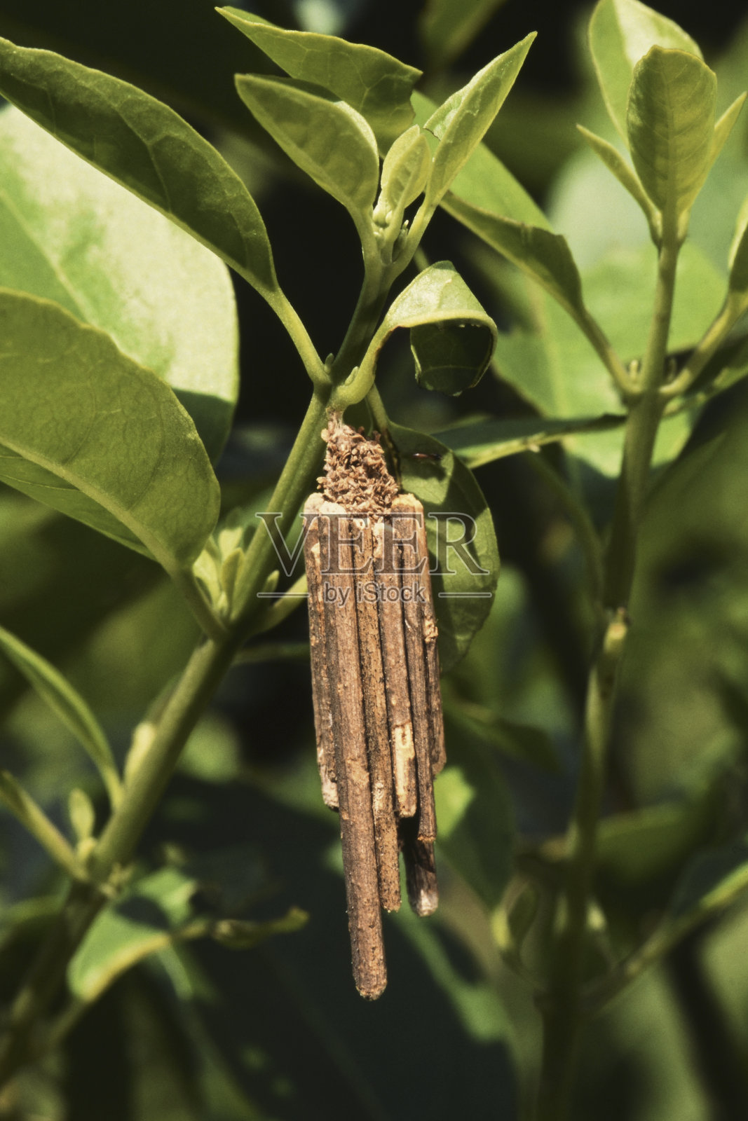 植物上的毛虫特写镜头照片摄影图片