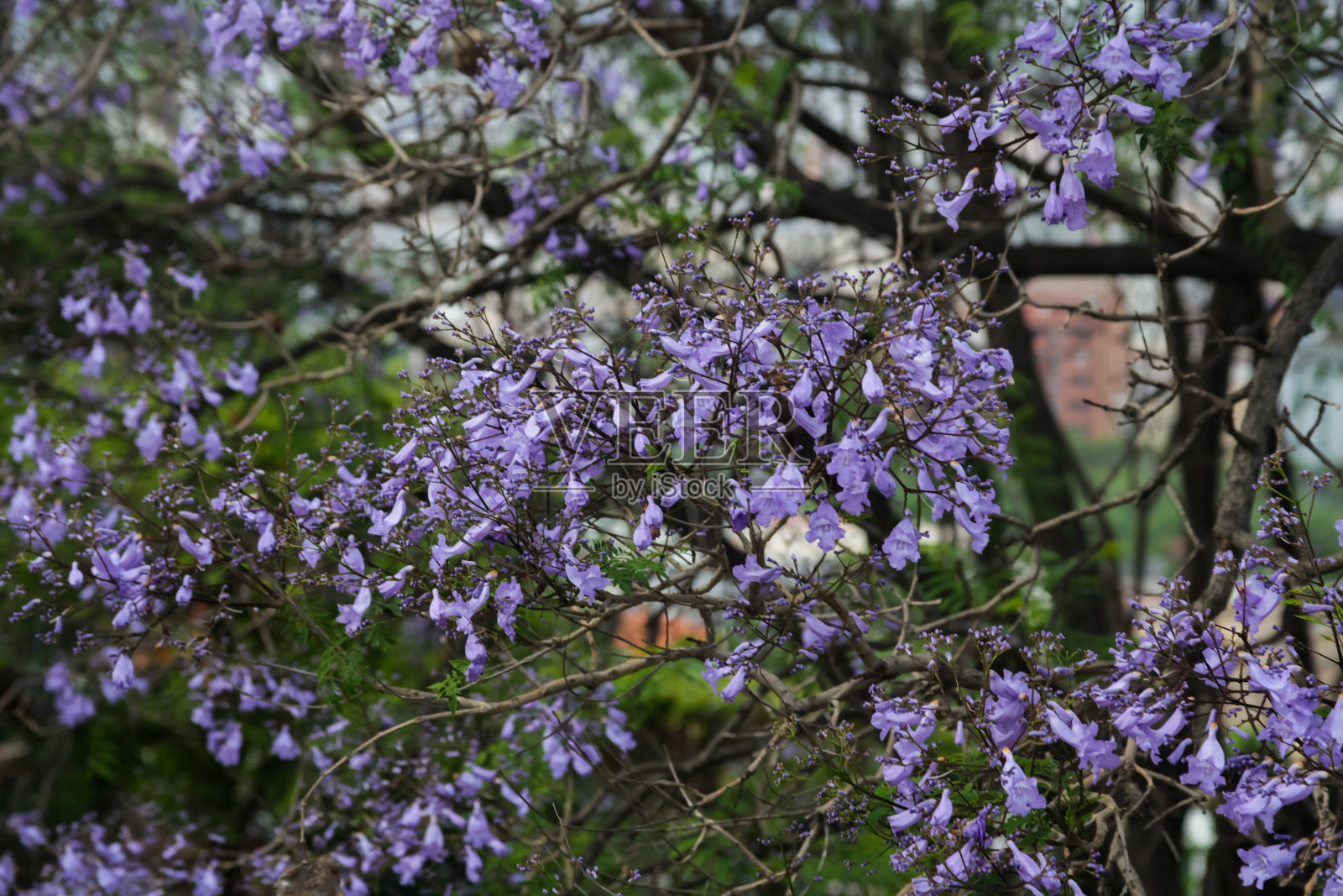 蓝花楹含羞草照片摄影图片