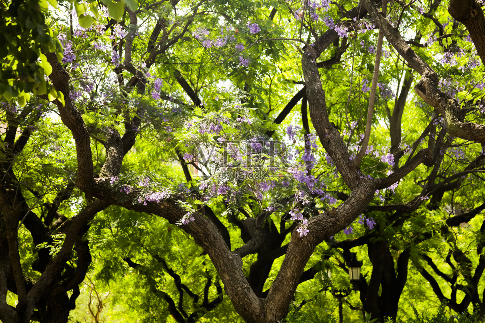 巴塞罗那盛开的紫藤照片摄影图片