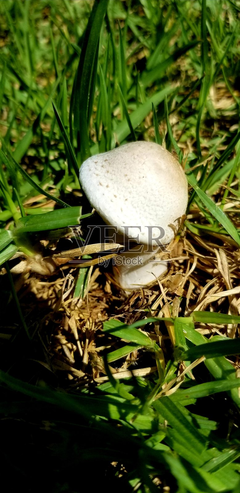 可爱又娇小照片摄影图片