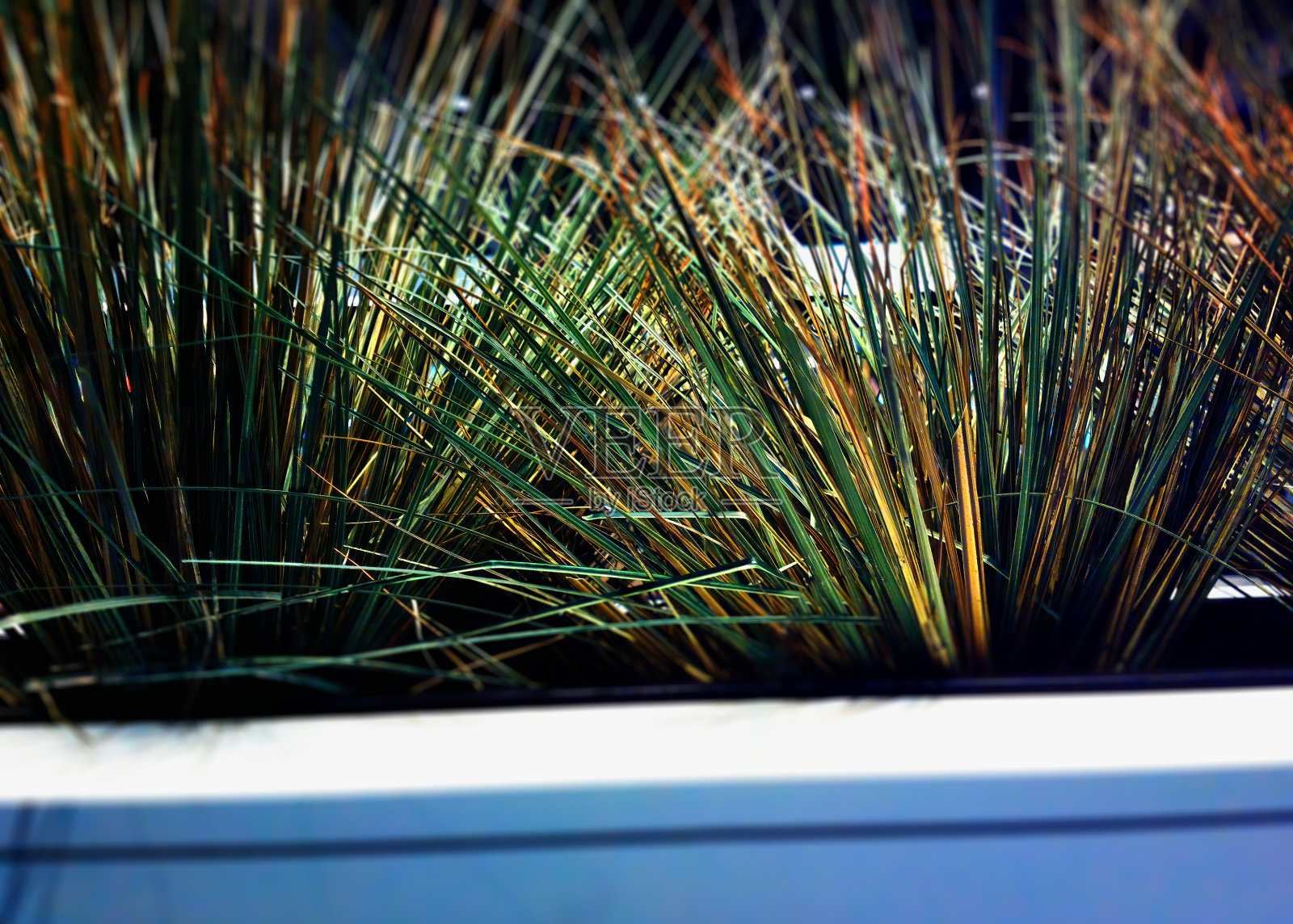 绿色和黄色的草地内部散景背景照片摄影图片