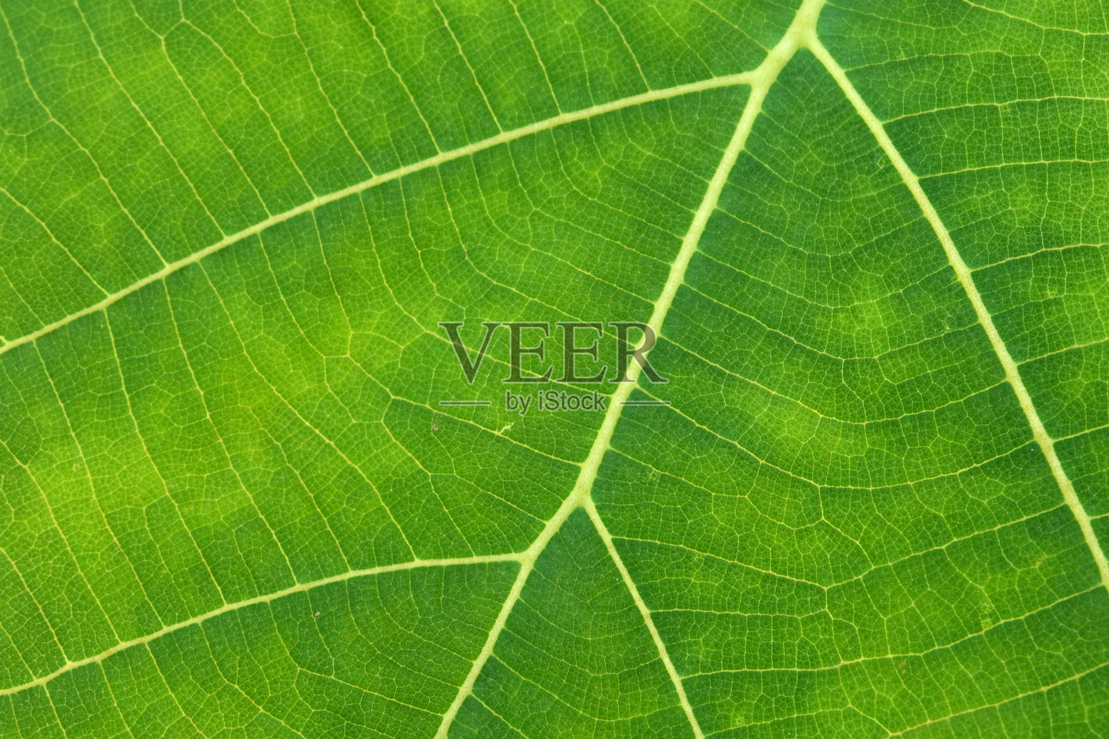 特写的绿叶纹理照片摄影图片