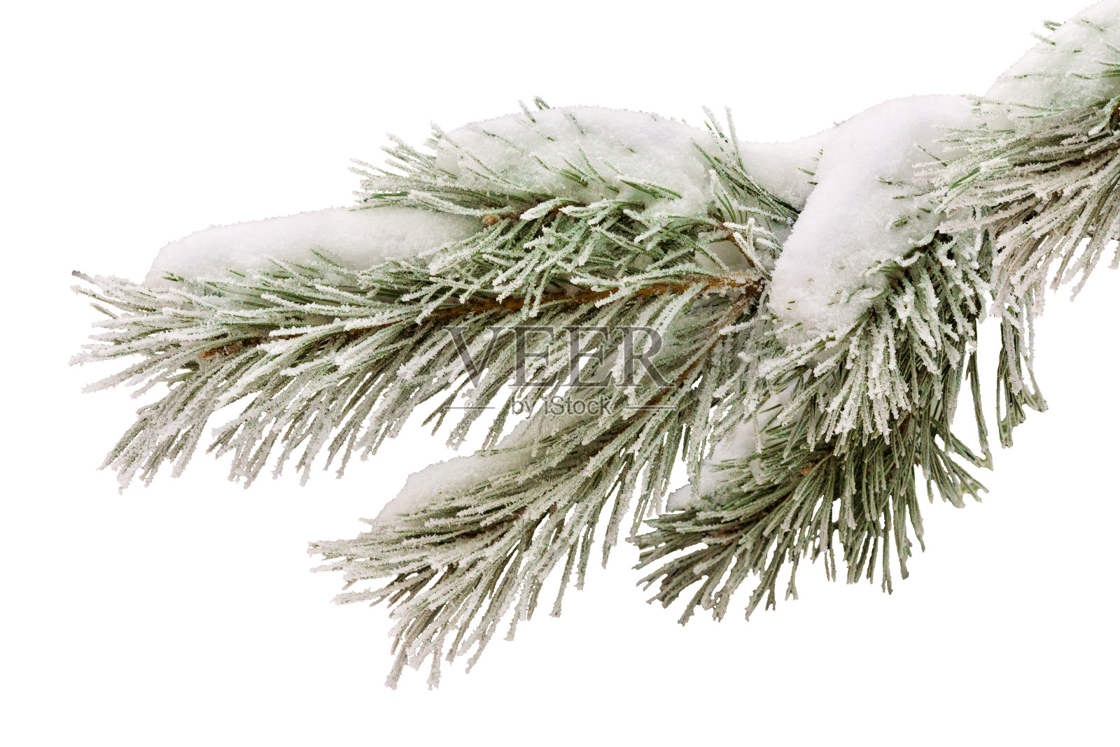 冬松枝上覆盖着霜冻，孤立在白色的背景上。照片摄影图片