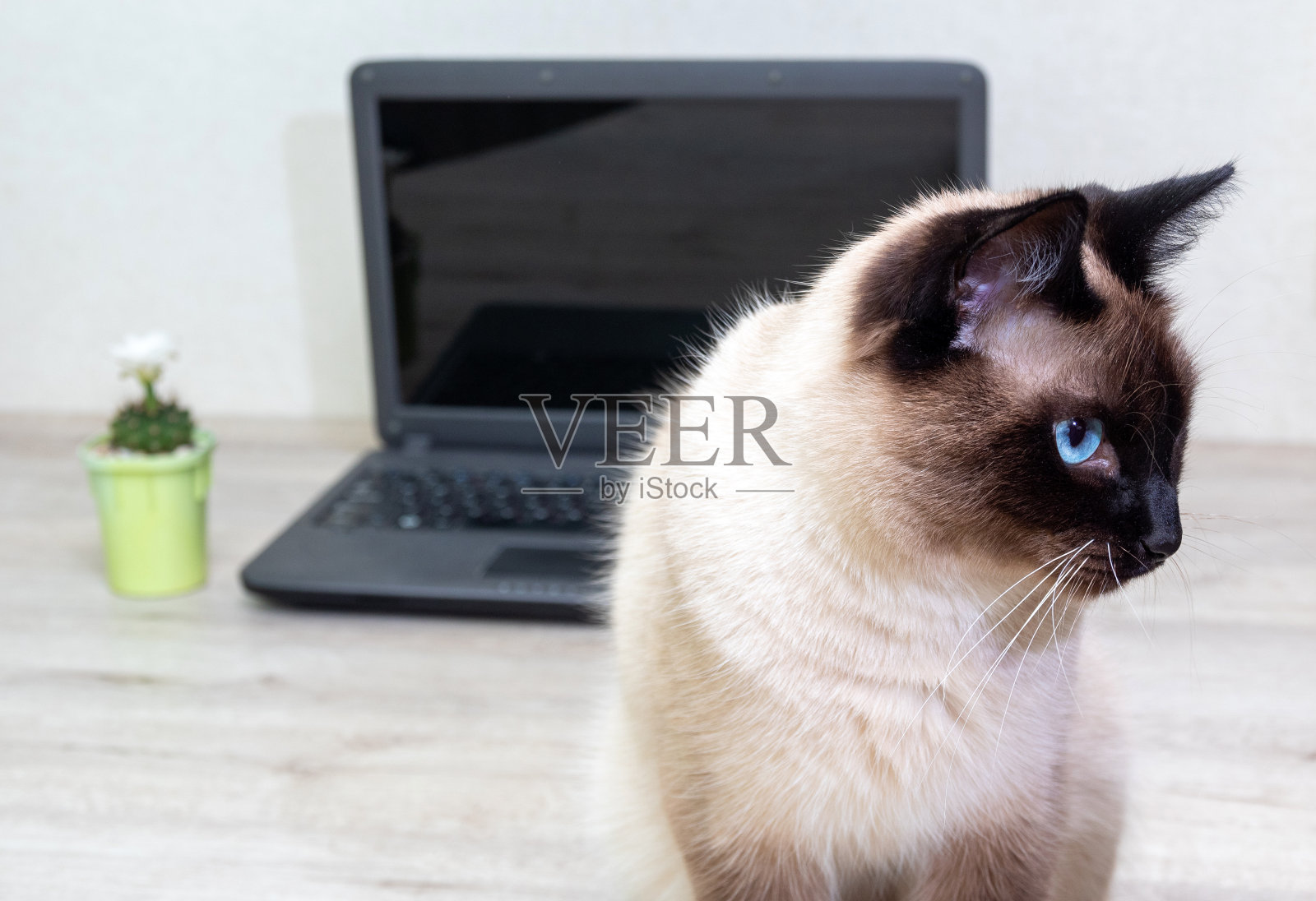 暹罗猫的特写，谁是看一边。多肉的植物和笔记本电脑站在后面模糊的背景。有选择性的重点。图片为关于动物的文章。照片摄影图片