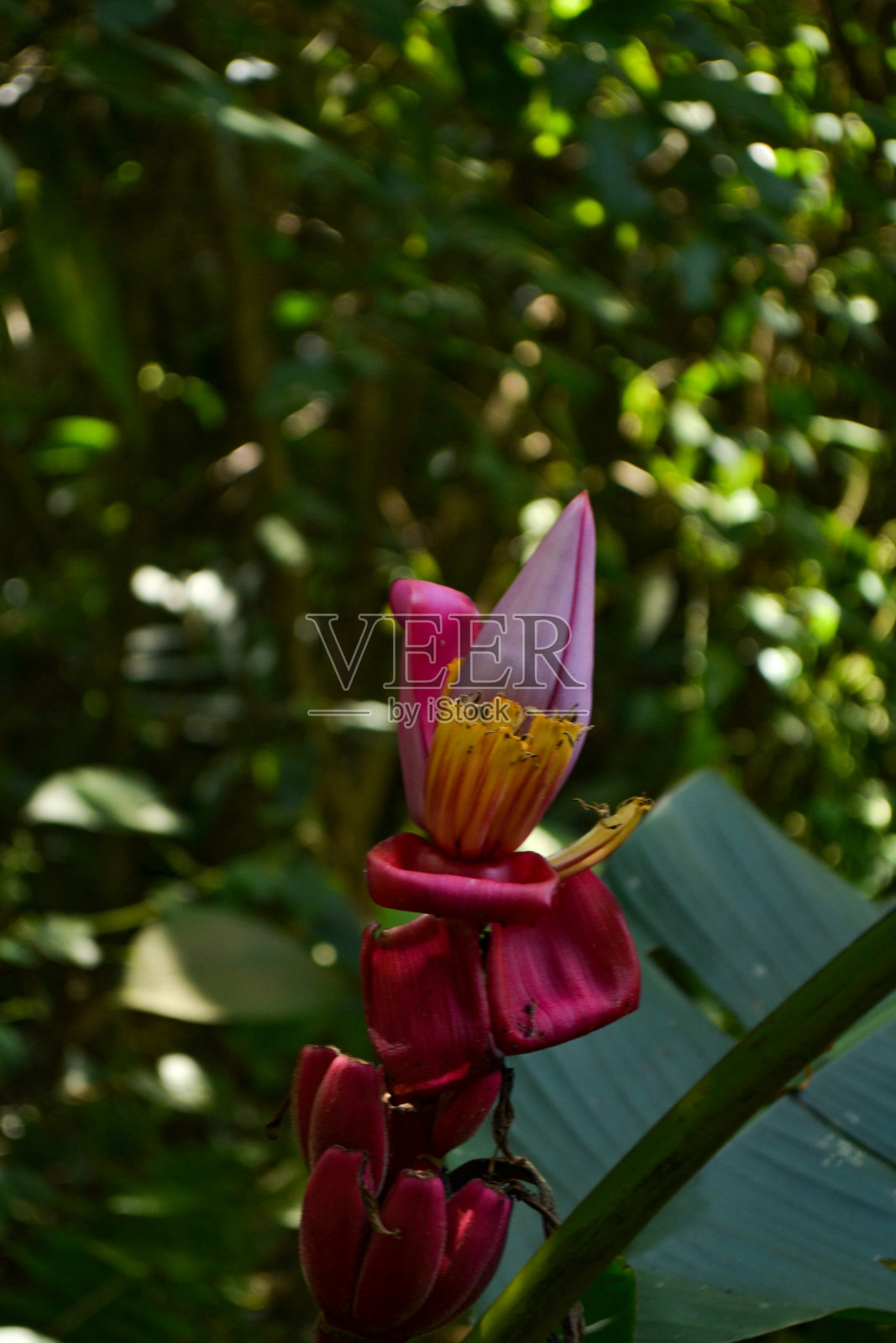 香蕉花照片摄影图片