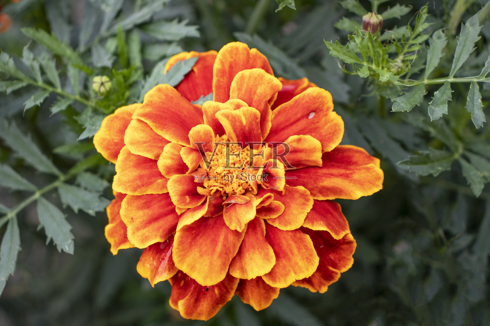 花园里开着橙色的万寿菊照片摄影图片