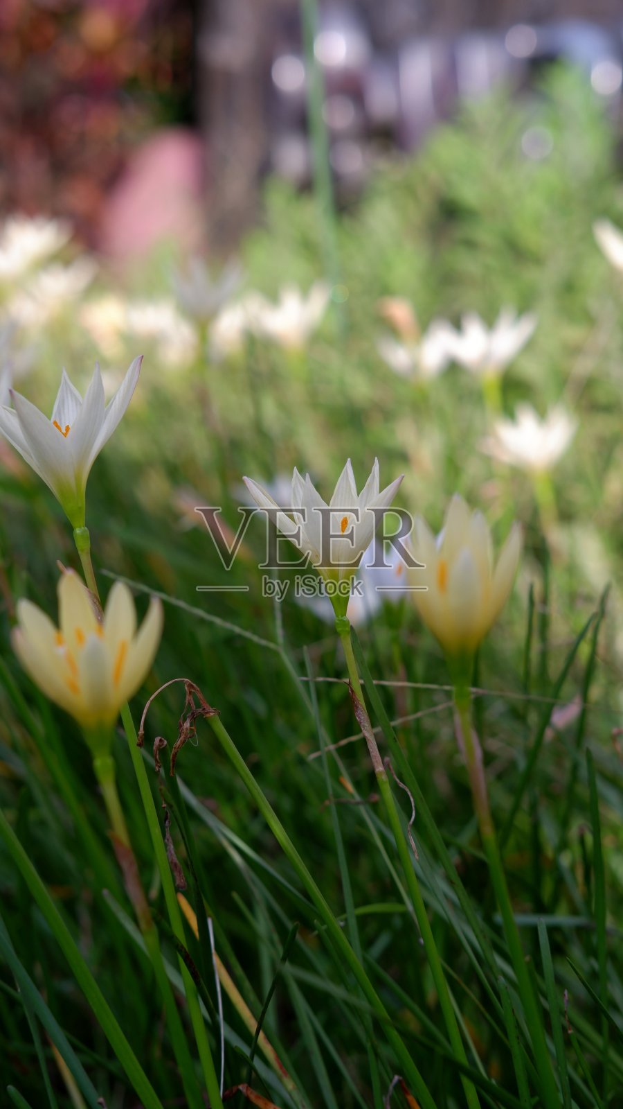 西风花，假丝酵母花，不同类型的西风花被称为秋风花照片摄影图片
