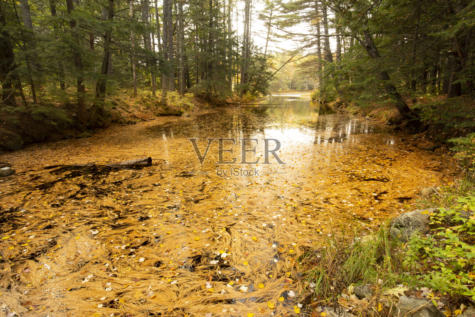 彩色的松针覆盖在Morey池塘的水面上。照片摄影图片