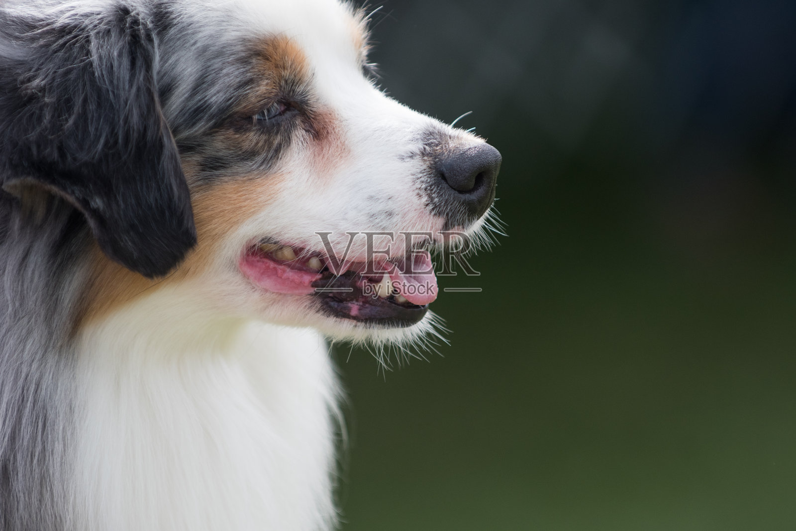 迷你美国牧羊犬肖像照片摄影图片