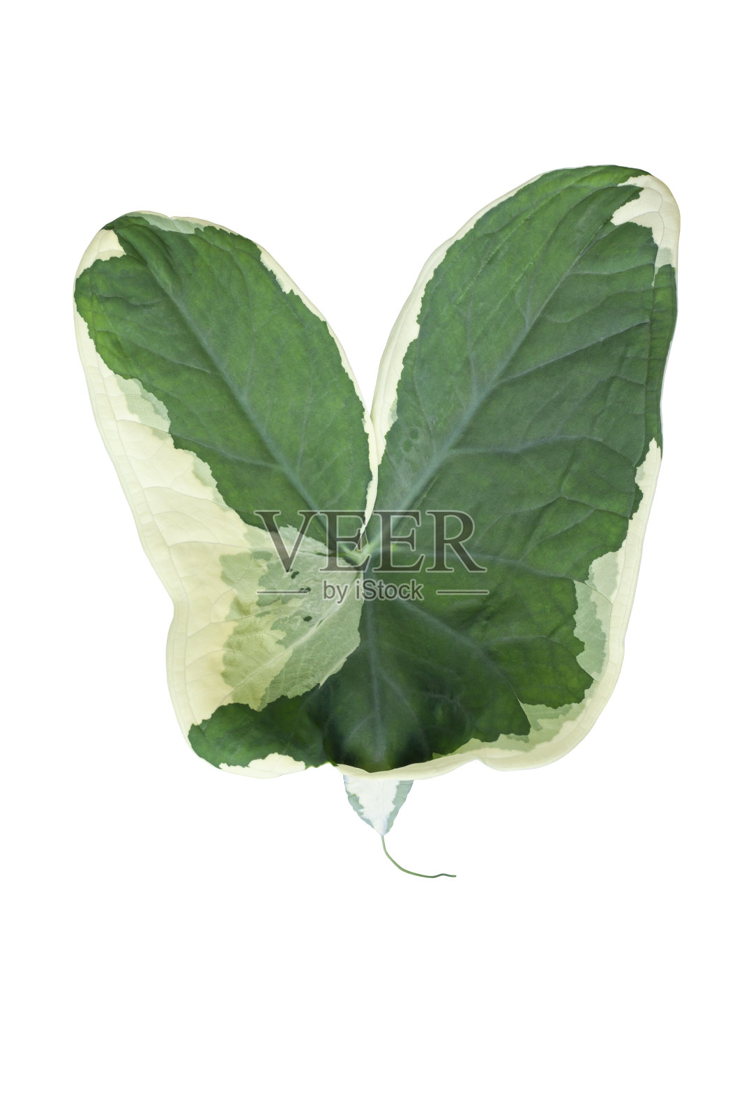 矢车菊的绿、白叶肖特或Alocasia米老鼠孤立在白色背景包括剪辑路径。照片摄影图片