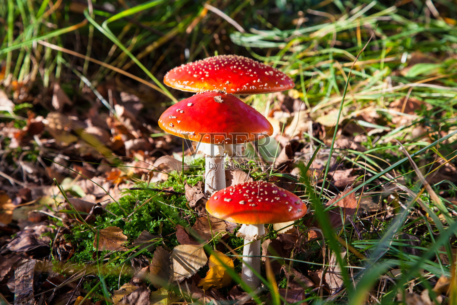 德国巴伐利亚州格拉索附近的肯德尔米尔费尔茨高地上的毒蘑菇毒鹅膏照片摄影图片