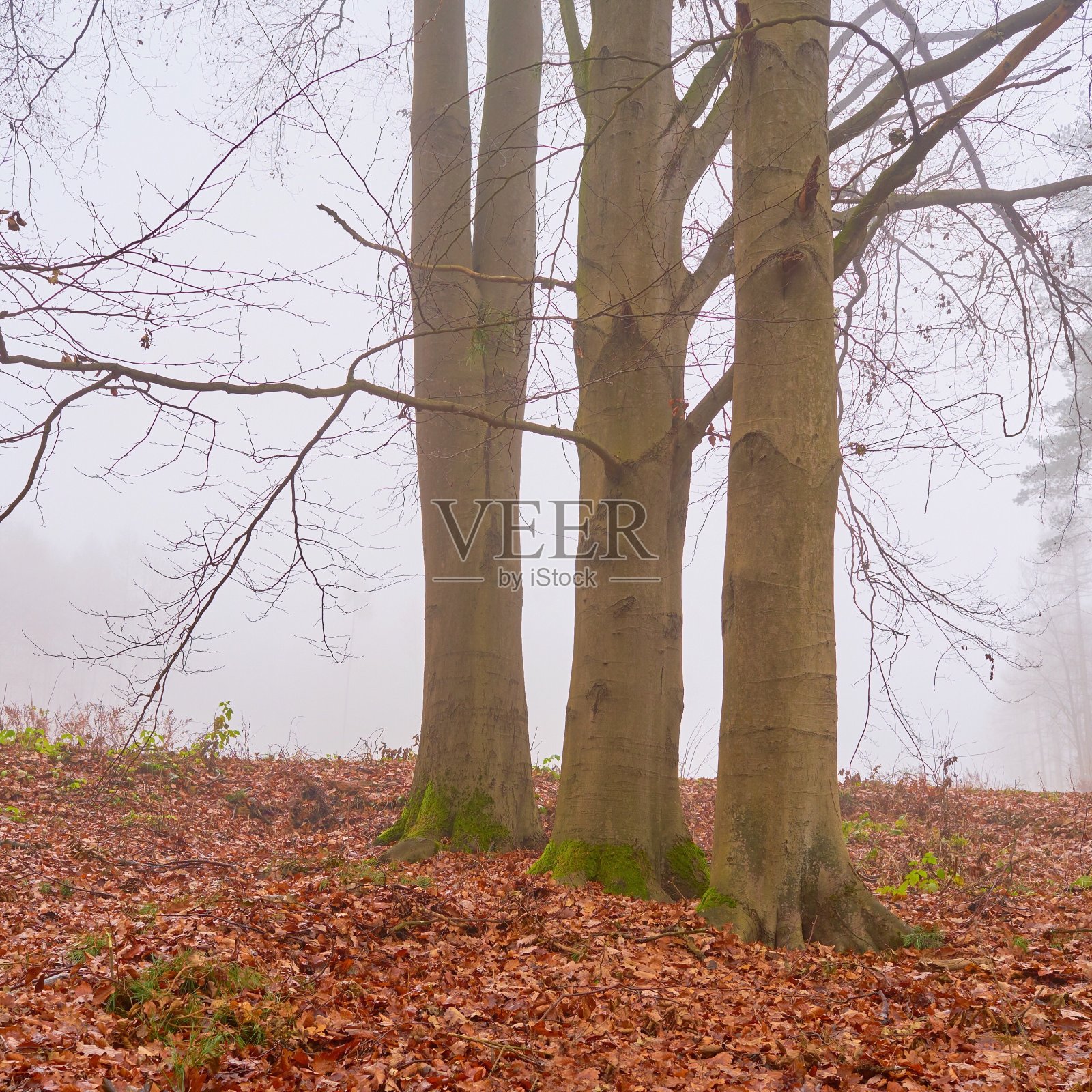 三个山毛榉照片摄影图片