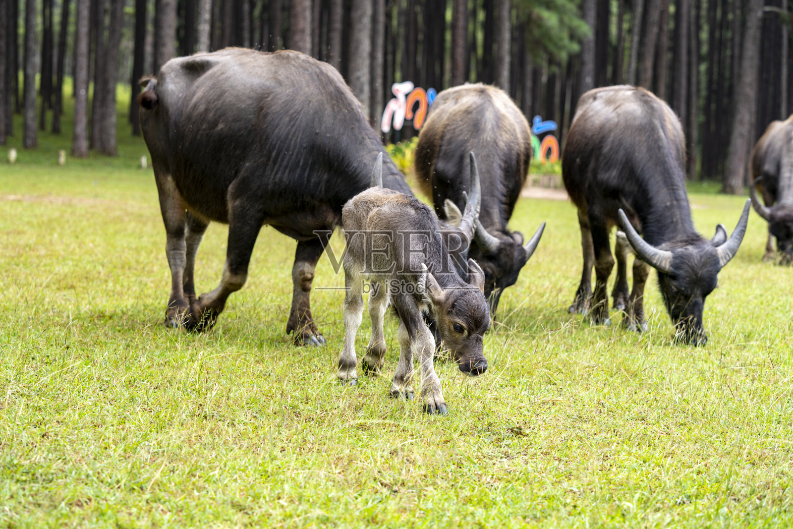 一大群野生水牛。母亲和可爱的新生儿照片摄影图片
