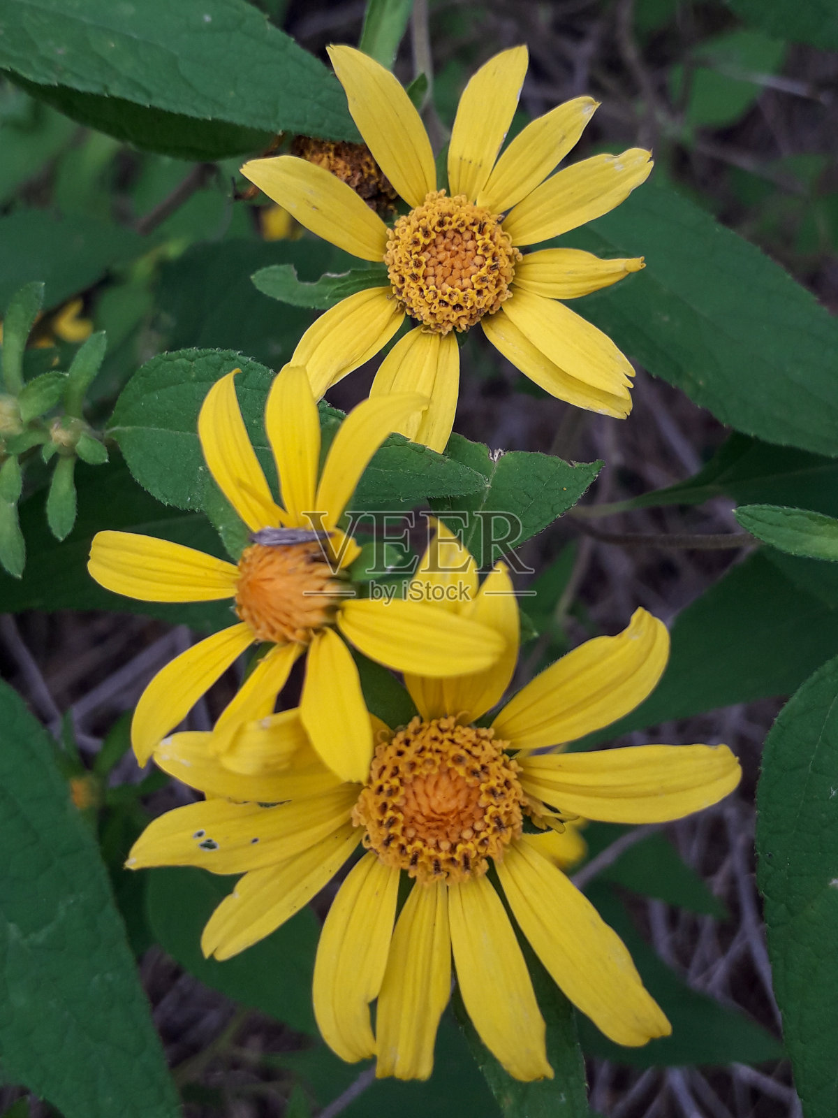 本机的花照片摄影图片