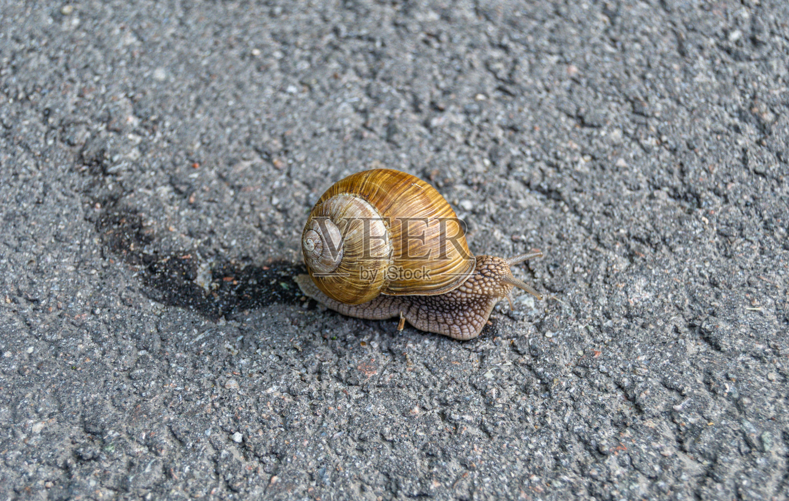 蜗牛照片摄影图片