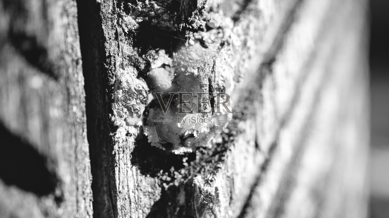 从松树上采集的树脂。树皮上刻着凹槽照片摄影图片