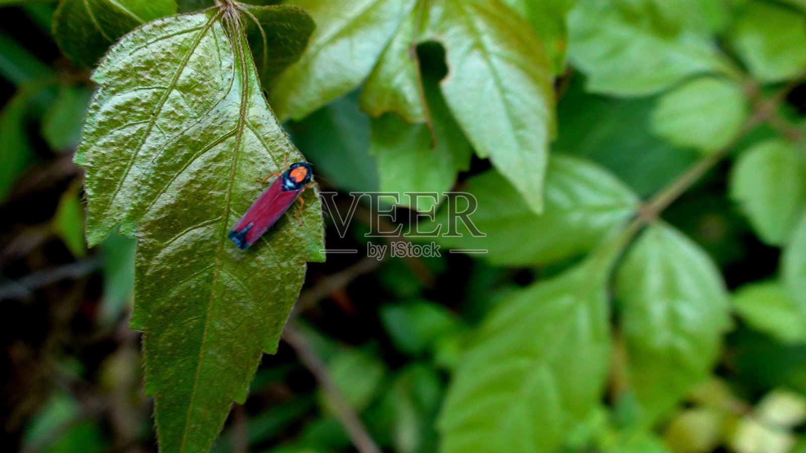 蝉虫照片摄影图片