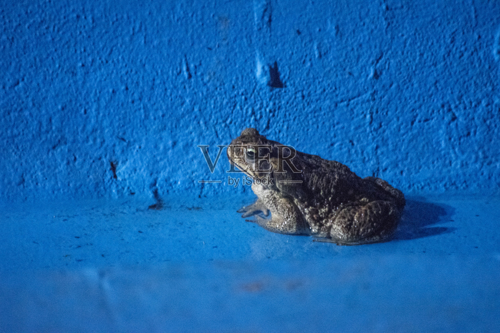蓝色背景上的青蛙照片摄影图片